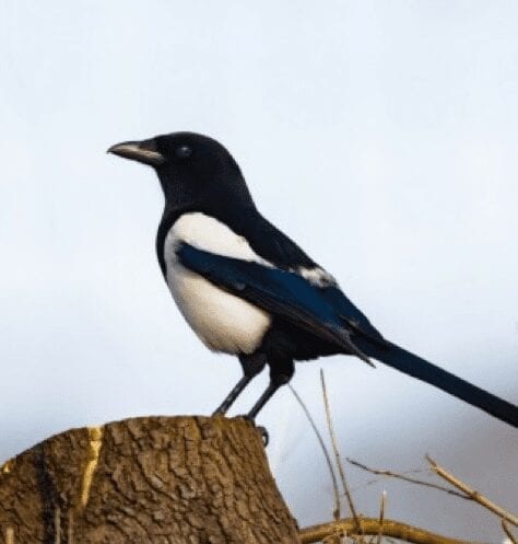 Are you a Marketing Magpie? (updated)